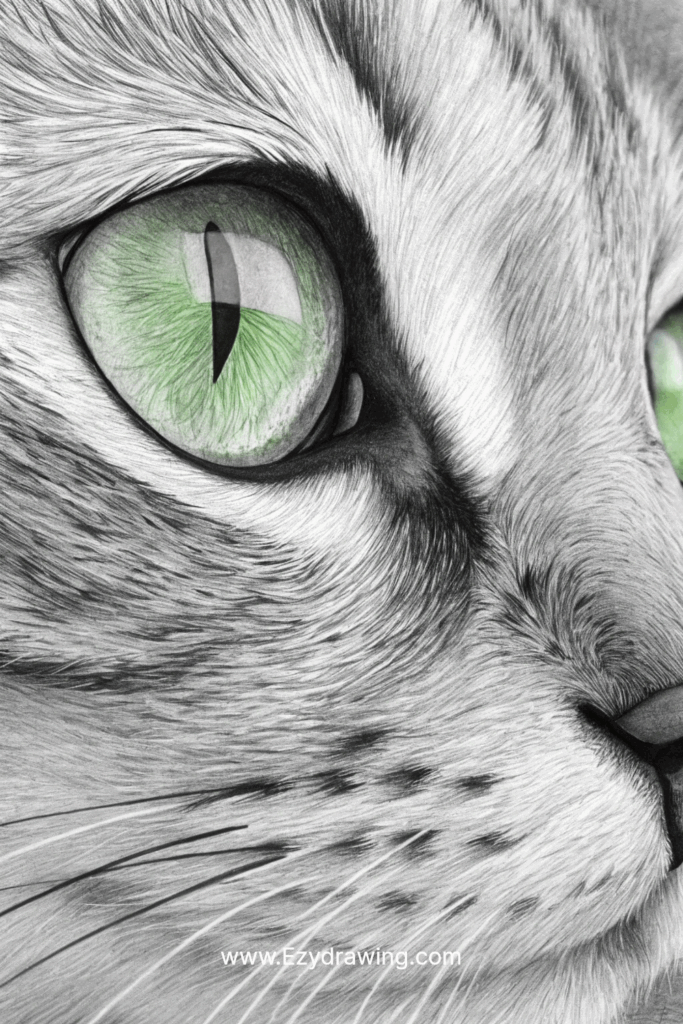 Cat Eye Drawing Realistic Tutorial