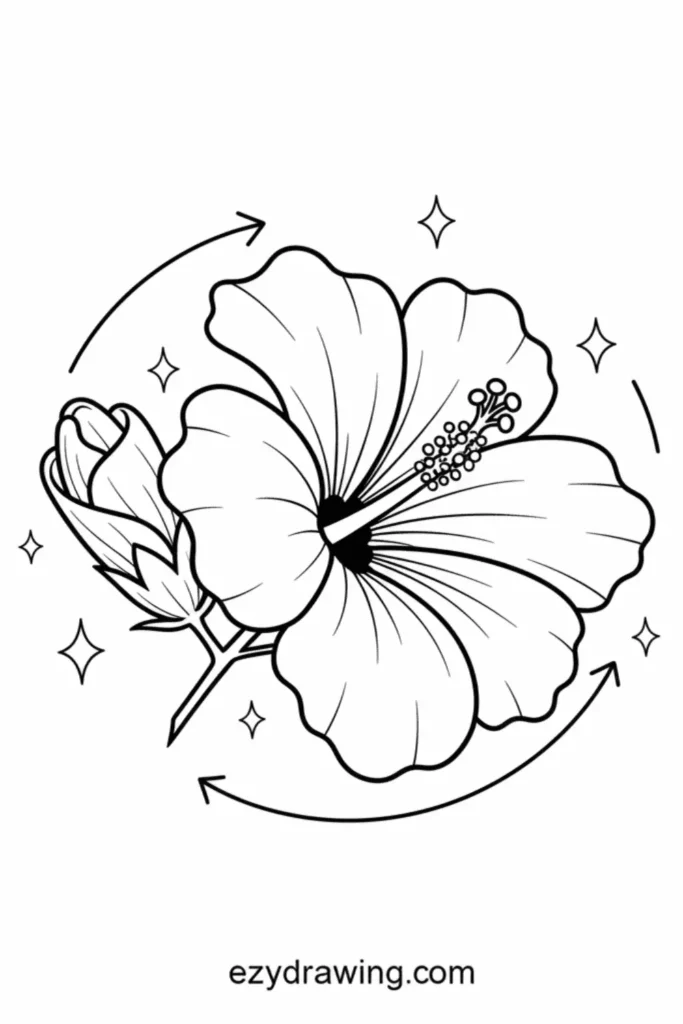 Half open hibiscus flower line drawing with bud, curved arrows and sparkles, bold outlines, simple floral coloring page kids!