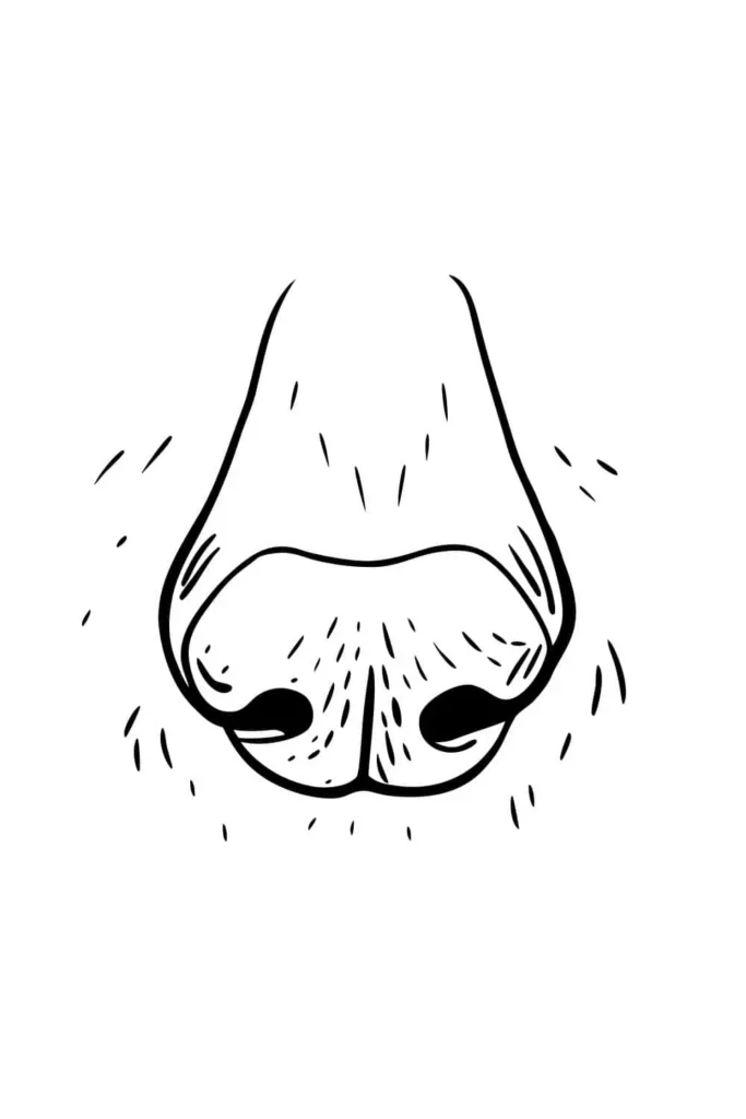 Detailed line drawing of a dog nose with textured shading and small fur strokes around the nostrils